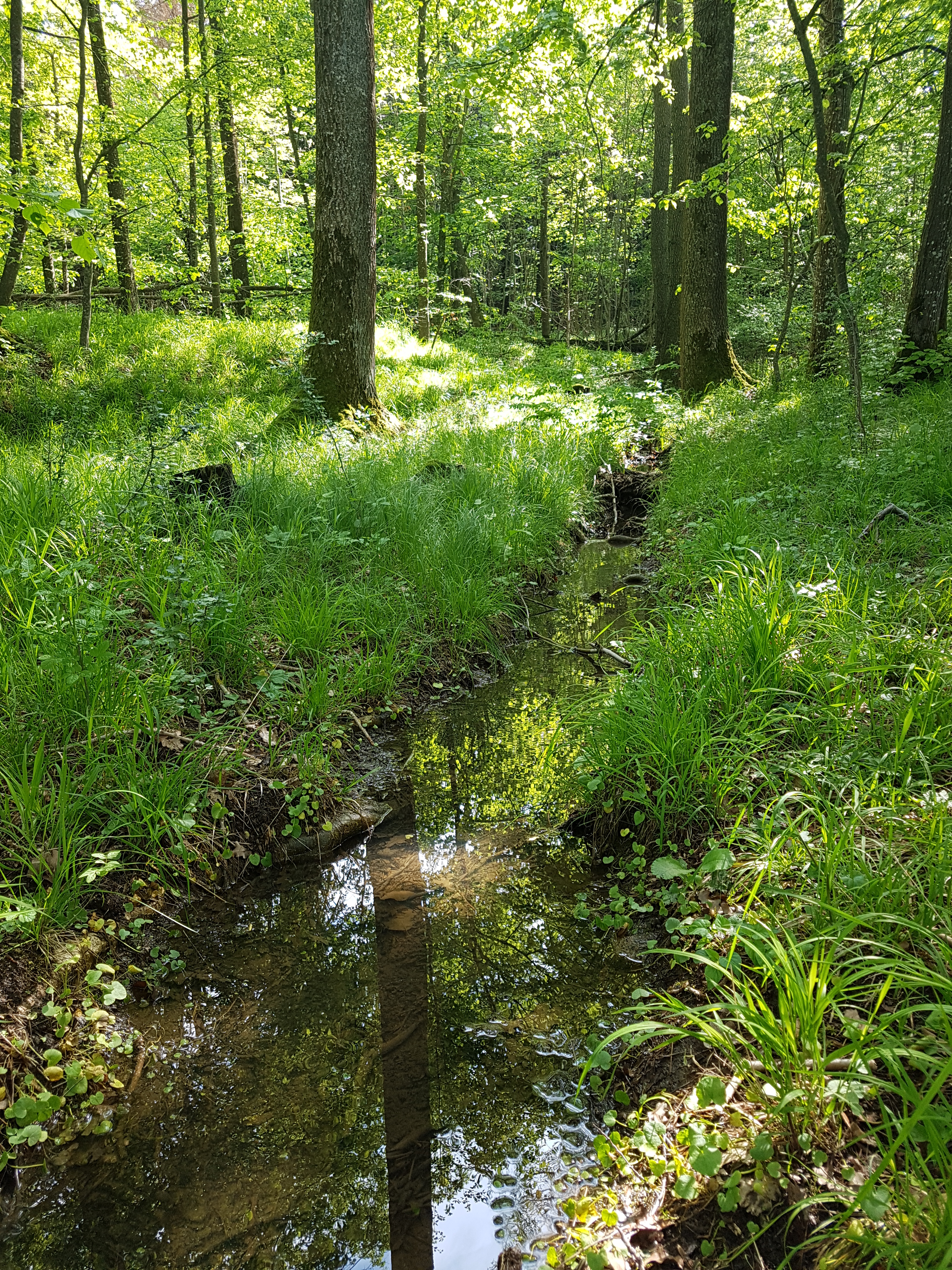 Kleiner Bach im Wald, sattes Grün