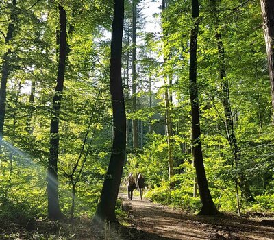 Baum des Jahres 2022: Buche. (Foto: S. Krömer-Butz)