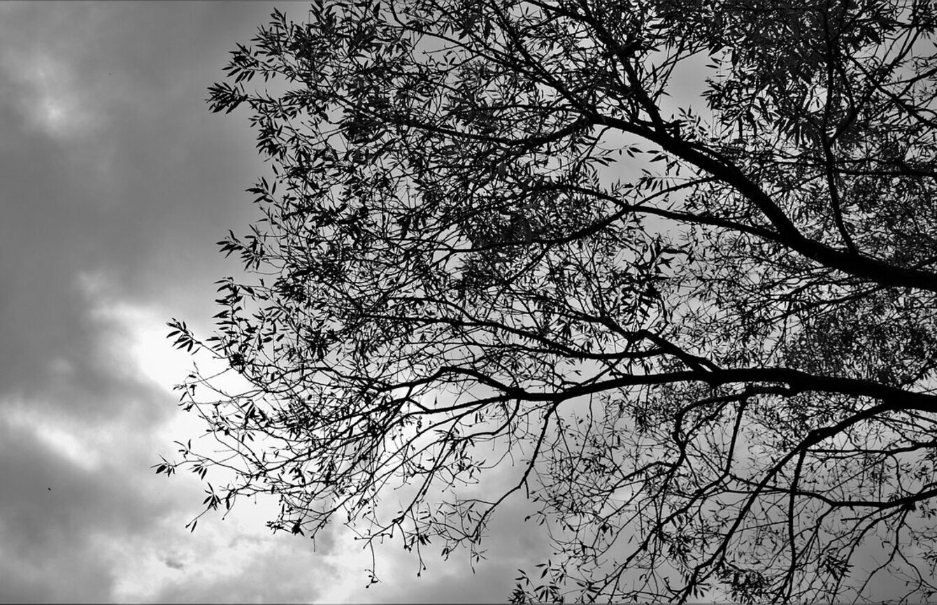 Geschichte des Waldes: SDW