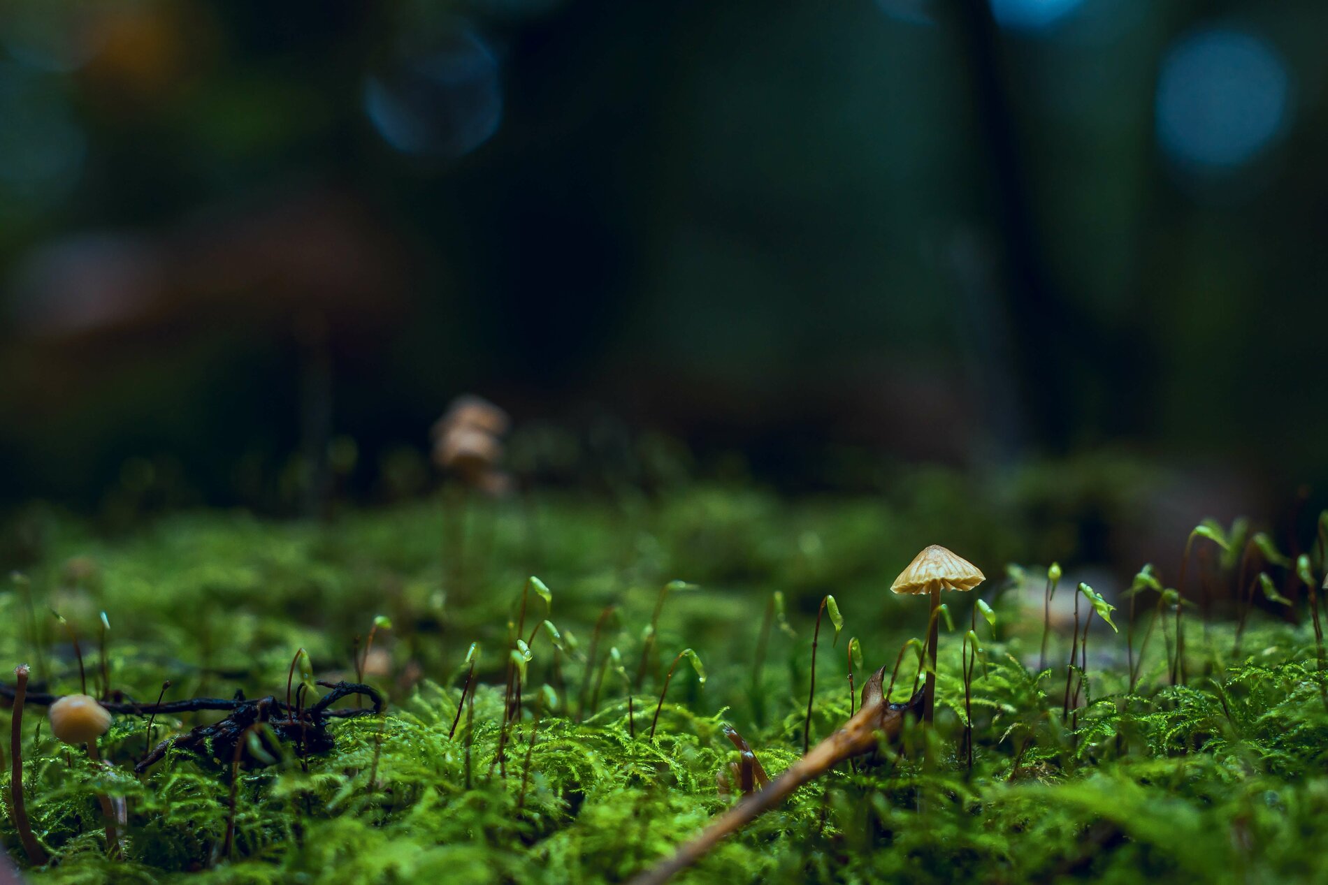 Was ist Wald?: SDW
