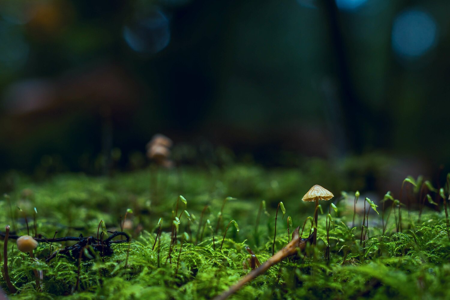 Der Baum- und Steinmarder - Waldwissen - Baumspenden - Stiftung Unternehmen  Wald