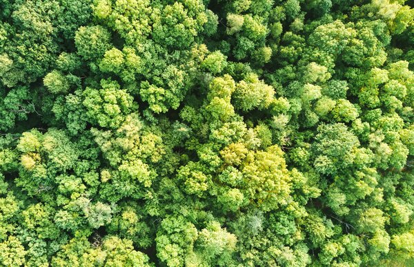 Wald von oben. (Foto: Unsplash)